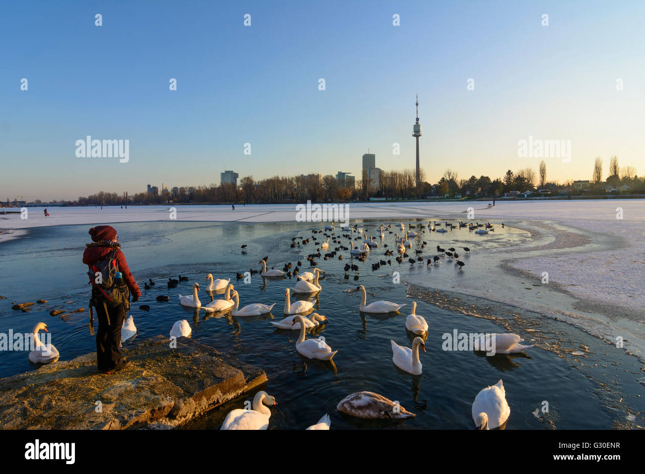 Alte Donau (Old Danube) with ice and an ice-free area with water birds ( mute swans ( Cygnus olor ) and coots ( Fulica atra ) ) Stock Photo