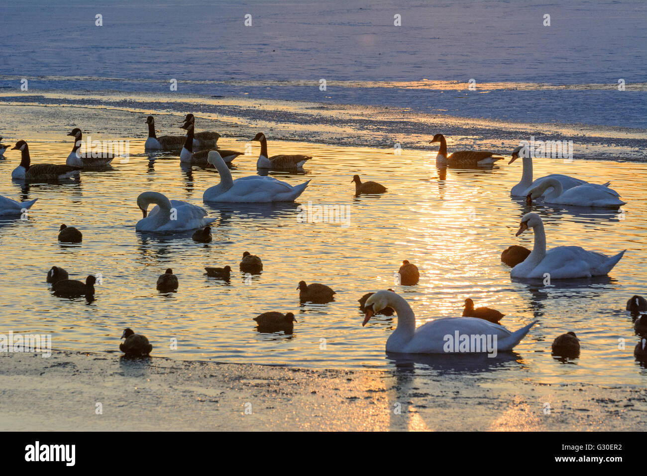 Alte Donau (old Danube) with ice and an ice-free area with water birds ( mute swans ( Cygnus olor ) , Canada geese ( Branta cana Stock Photo