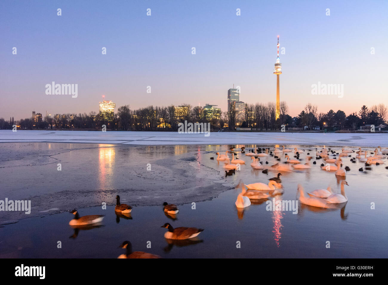 Alte Donau (Old Danube) with ice and an ice-free area with water birds ( mute swans ( Cygnus olor ) , Canada geese ( Branta cana Stock Photo
