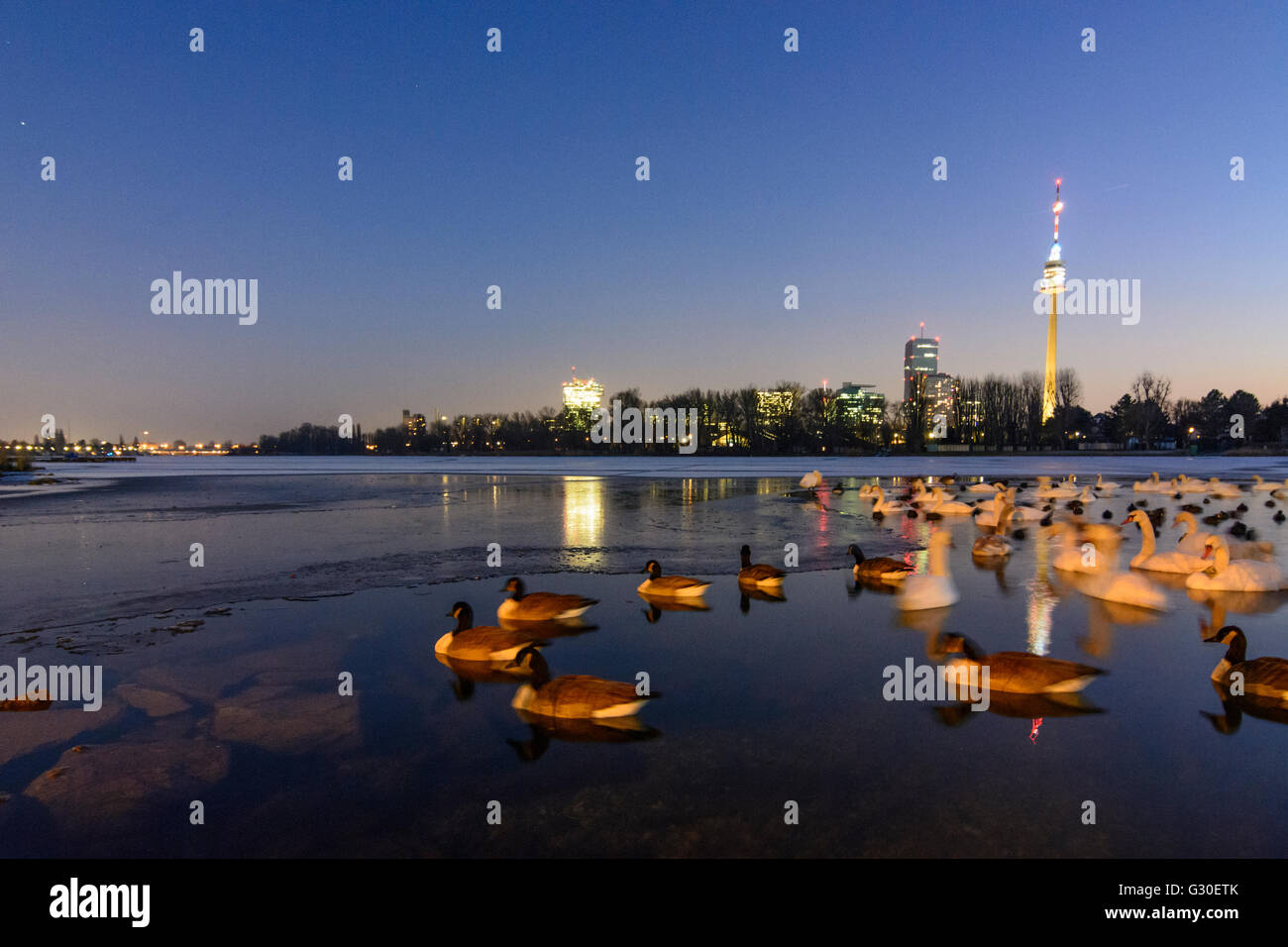 Alte Donau (Old Danube) with ice and an ice-free area with water birds ( mute swans ( Cygnus olor ) , Canada geese ( Branta cana Stock Photo