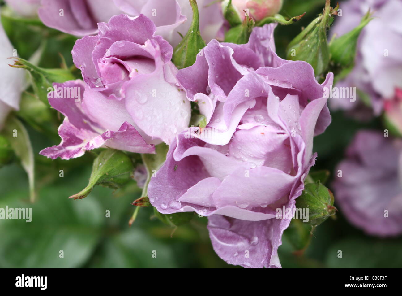 An amazing pink rose Stock Photo - Alamy