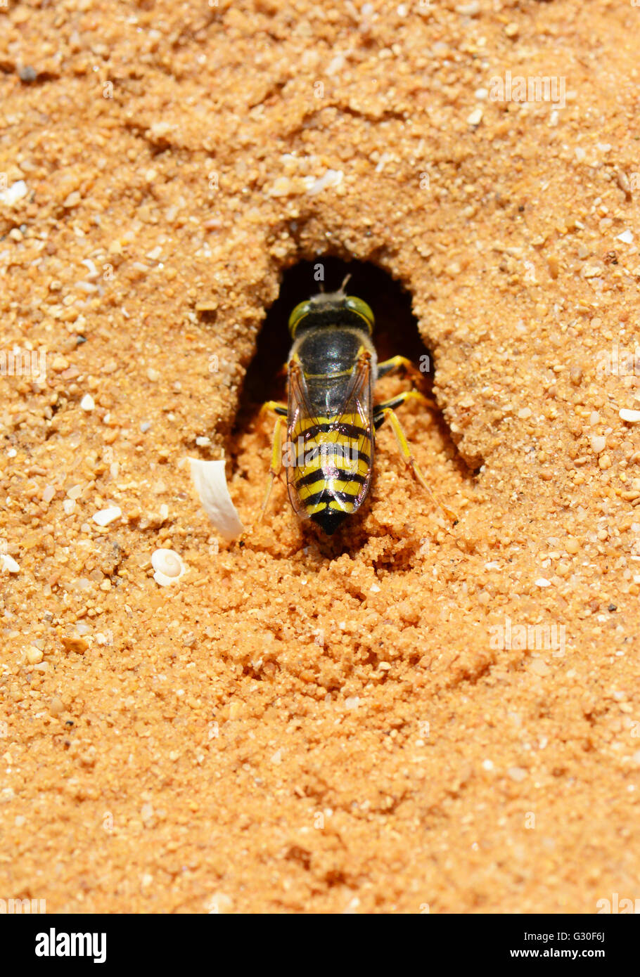 Burrowing wasp Stock Photo