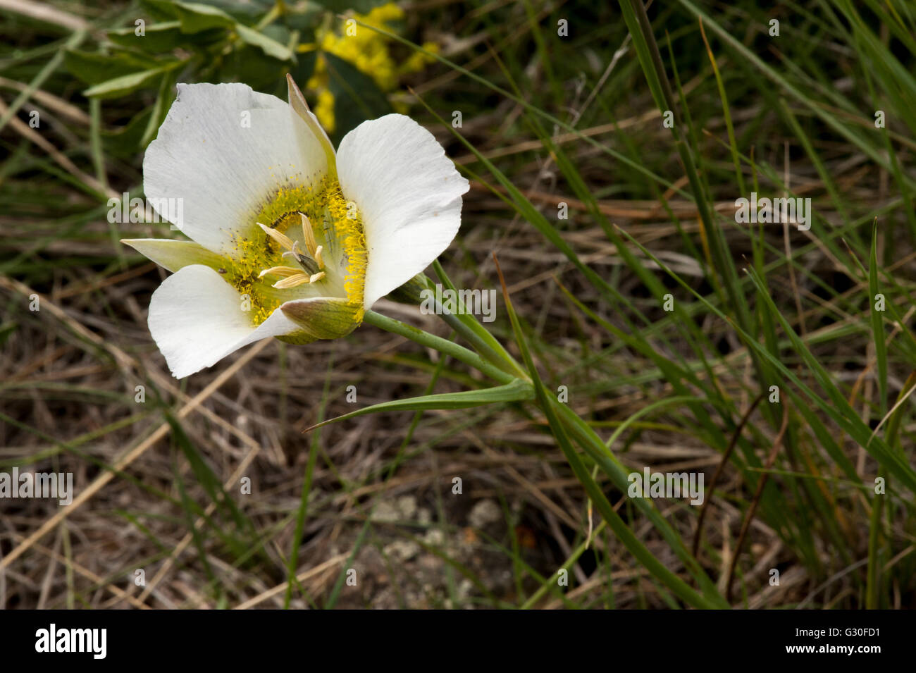 A Sego Lily aka Mariposa Lily aka Nuttall's Sego Lily (Calochortus nuttallii) in Gilpin County, Colorado Stock Photo
