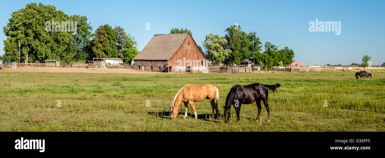 Black and tan horse on an Idaho farm with a wooden barn Stock Photo