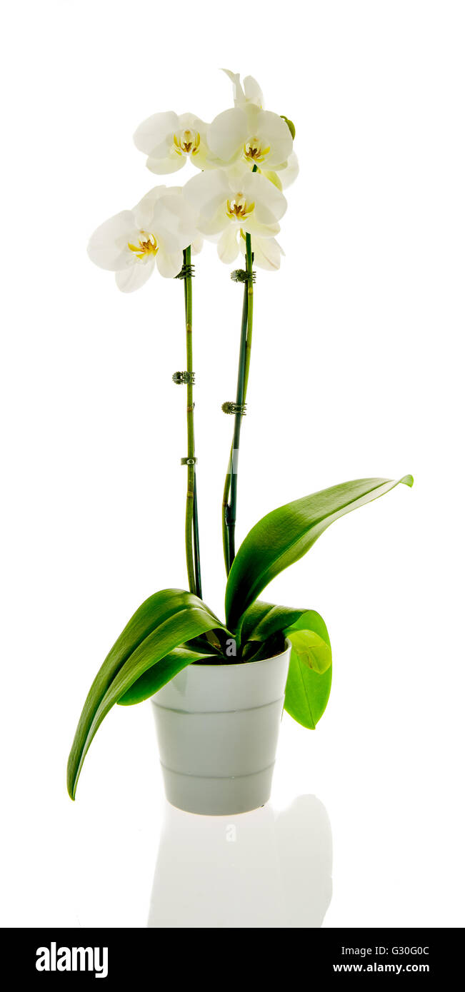 A white orcid in on an isolated background. Stock Photo