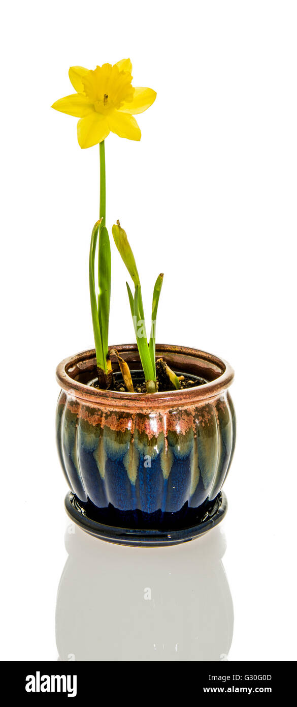 Daffodil flower in pot isolated on white background Stock Photo