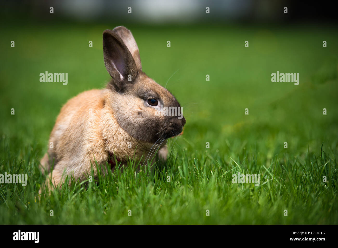 Rabbit sitting in a grass field Stock Photo