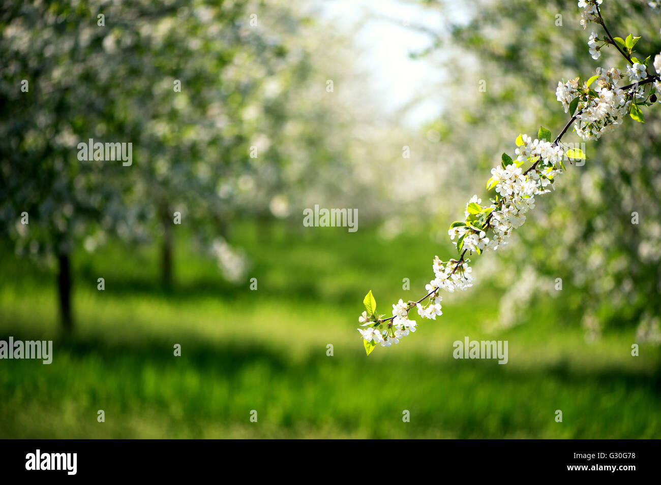 Just a cherry blossom branch is in focus while rest of the orchard is out of focus Stock Photo