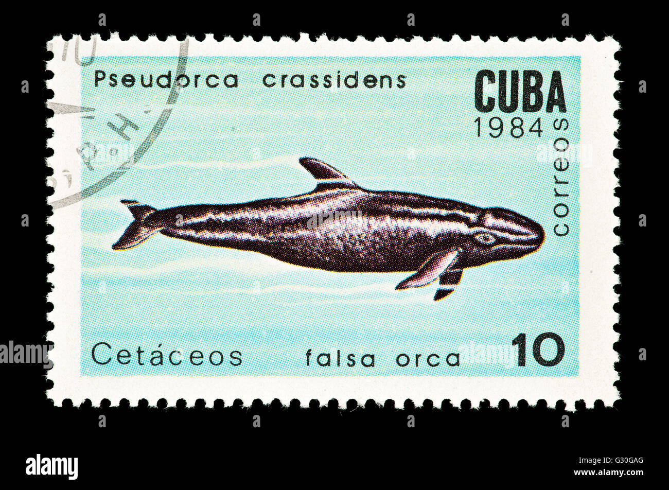 Postage stamp from Cuba depicting a false killer whale  (Pseudorca crassidens) Stock Photo