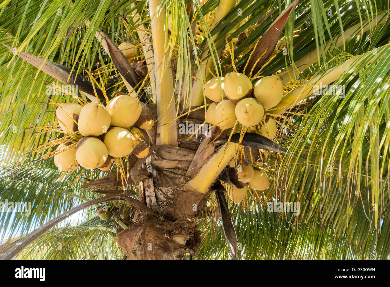 Coconuts on a palm tree at the Playa Mia Resort.  Cozumel, Mexico Stock Photo