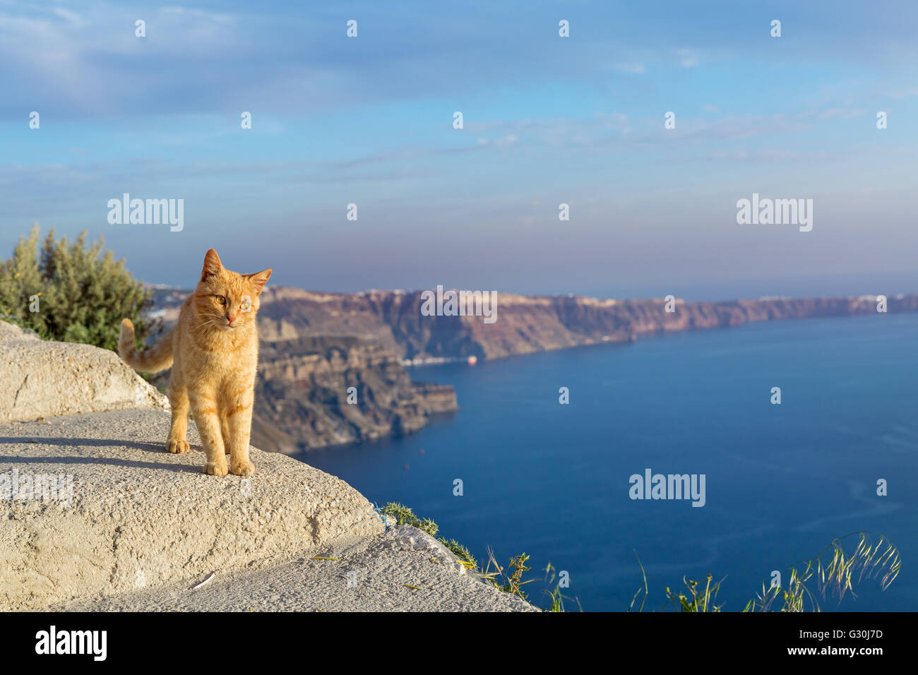 Red cat standing on a cliff and looking at sea Stock Photo