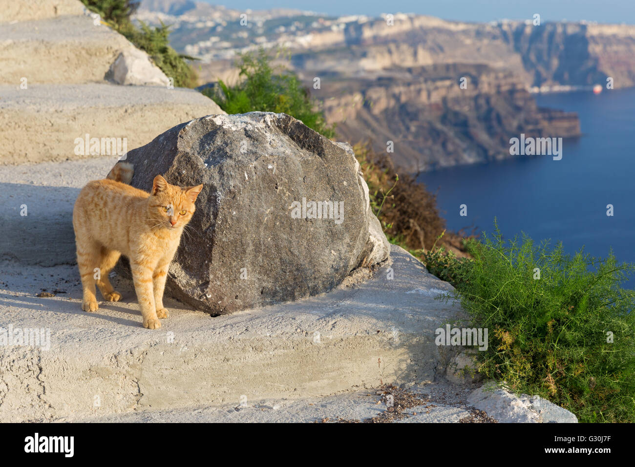 Red cat standing at the big rock above the sea Stock Photo