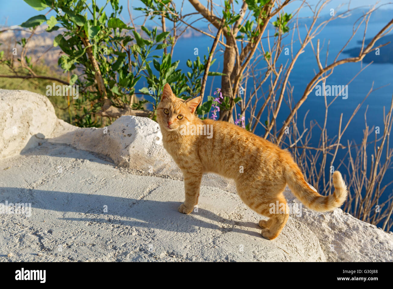 Red cat on a high rock above the sea Stock Photo