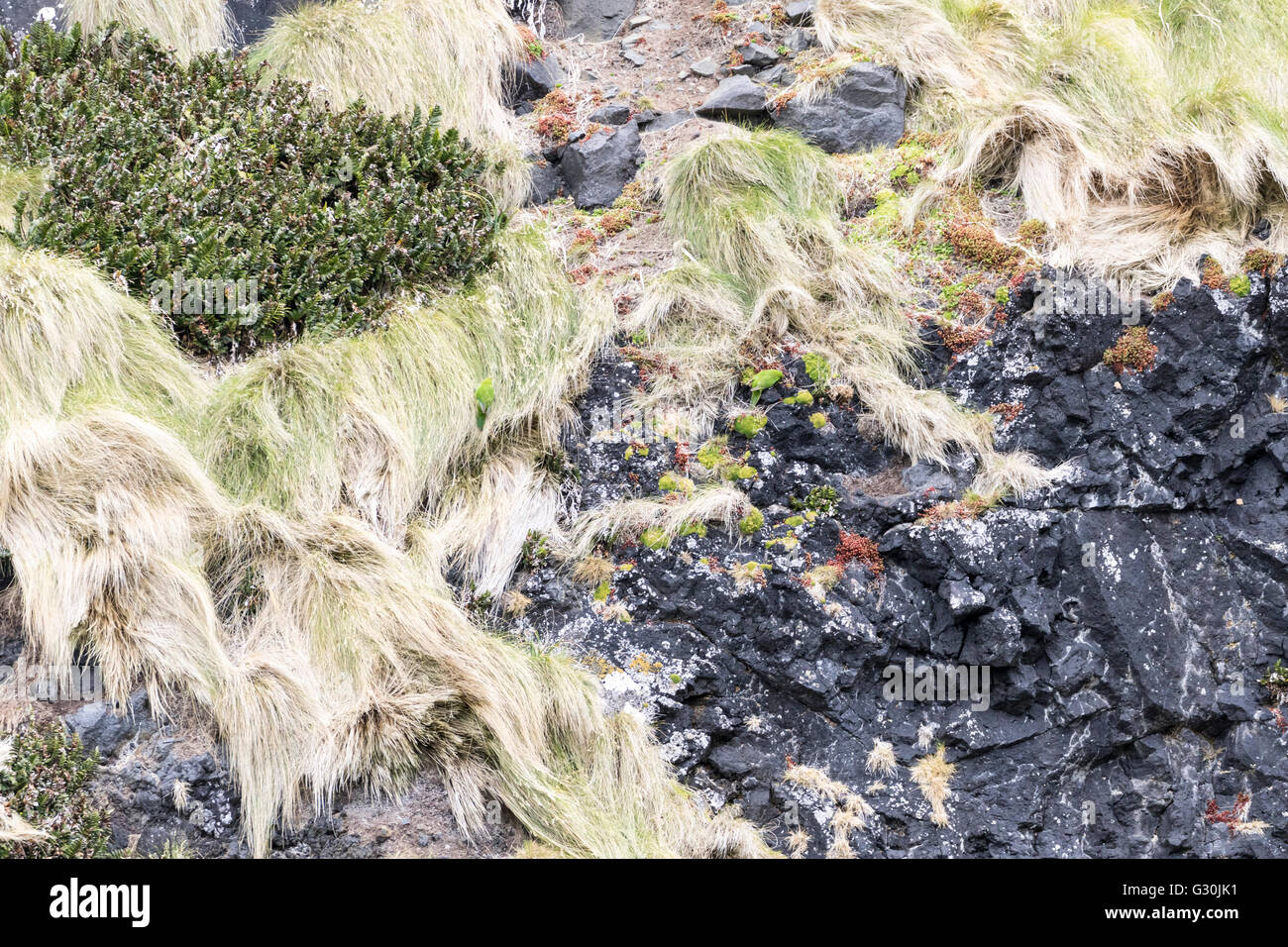 Pair of Reischek's parakeet  at Antipodes Island, New Zealand subantarctic Stock Photo