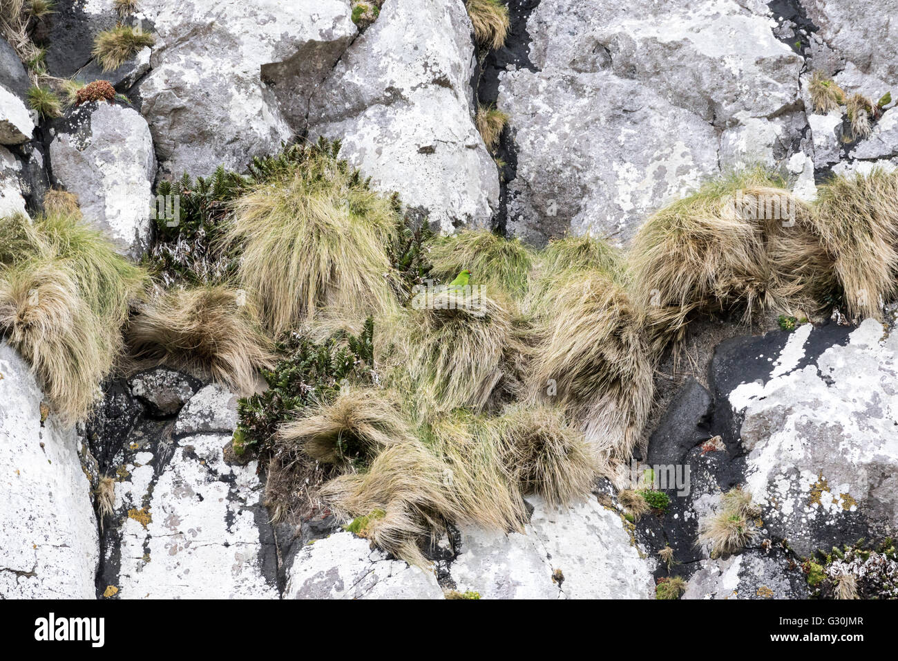 Reischek's parakeet at Antipodes Island, New Zealand subantarctic Stock Photo