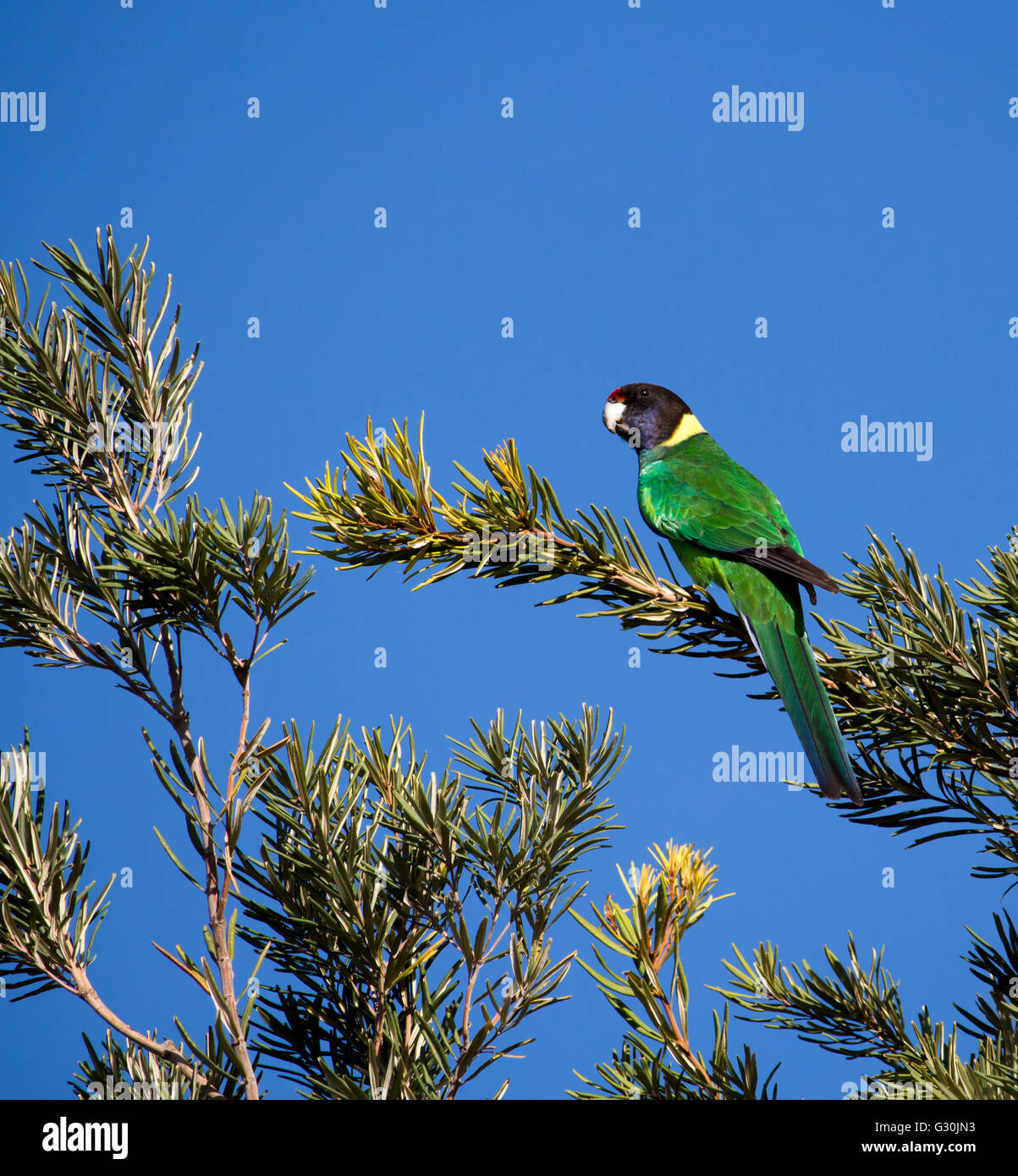 An Australian Ringneck (Barnardius zonarius) parrot ,or twenty eight  a parrot native to Australia perches in a melaleuca tree. Stock Photo