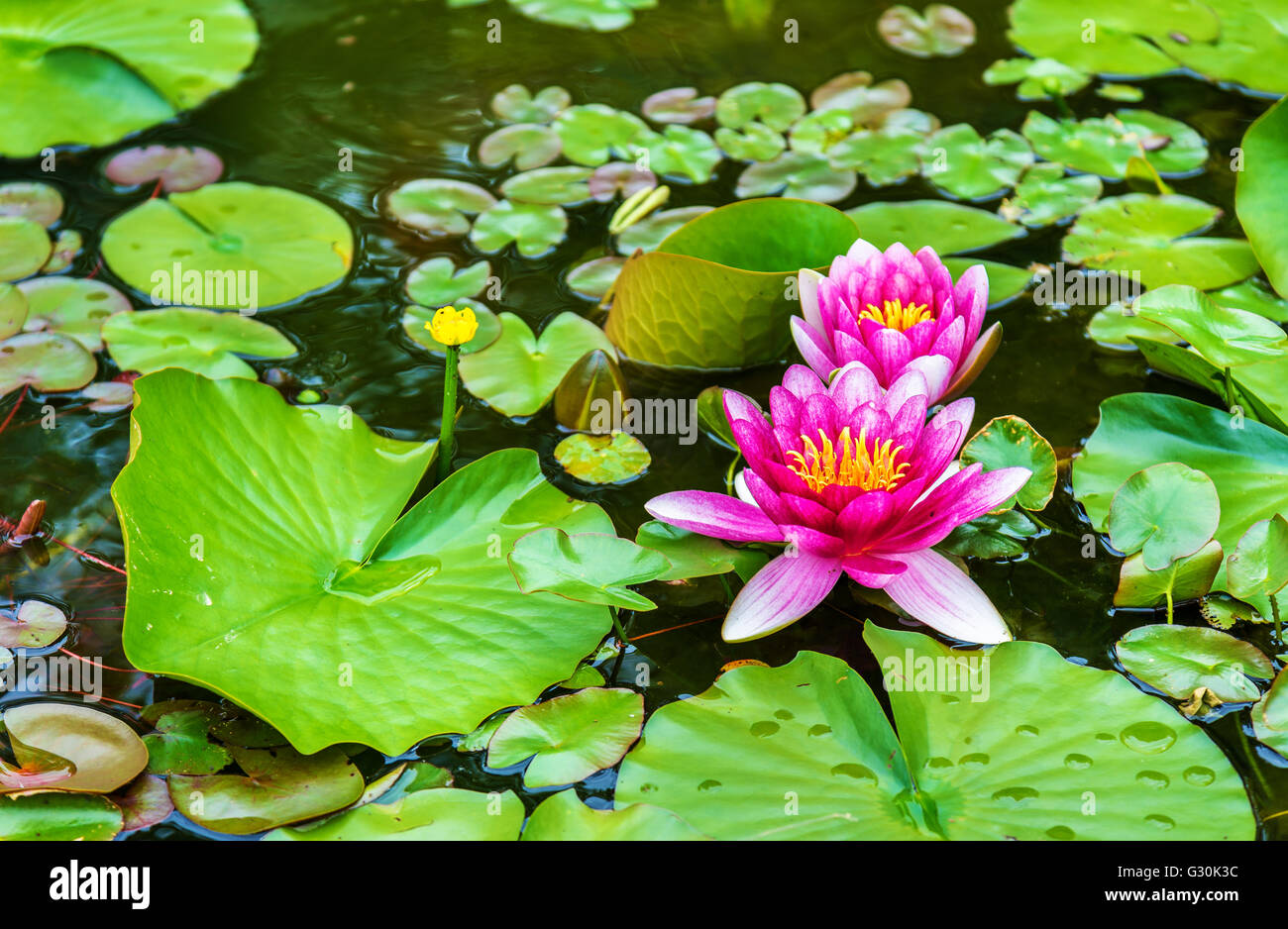 Japanese Water Flowers