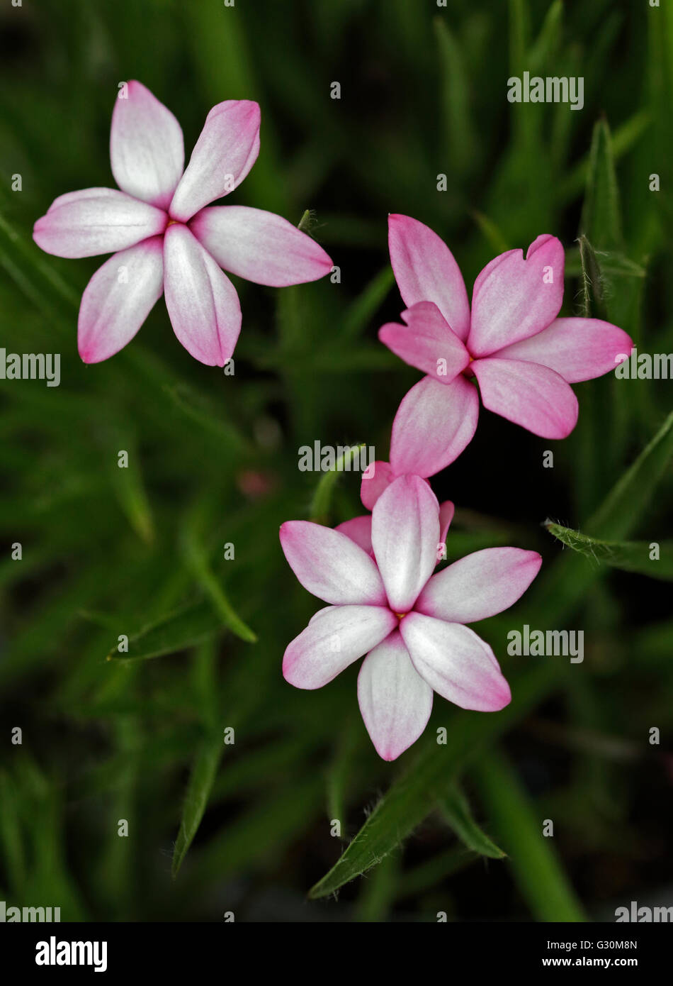 Rhodohypoxis Pintado (Red Star, Star Grass) Stock Photo