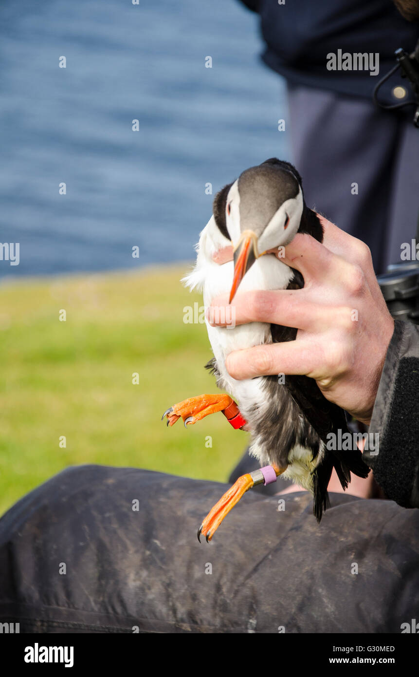 Wildlife biologist and bird ringer attaching colour rings to study Puffin (Fratercula arctica) on sea cliff, Fair Isle, Shetland Stock Photo