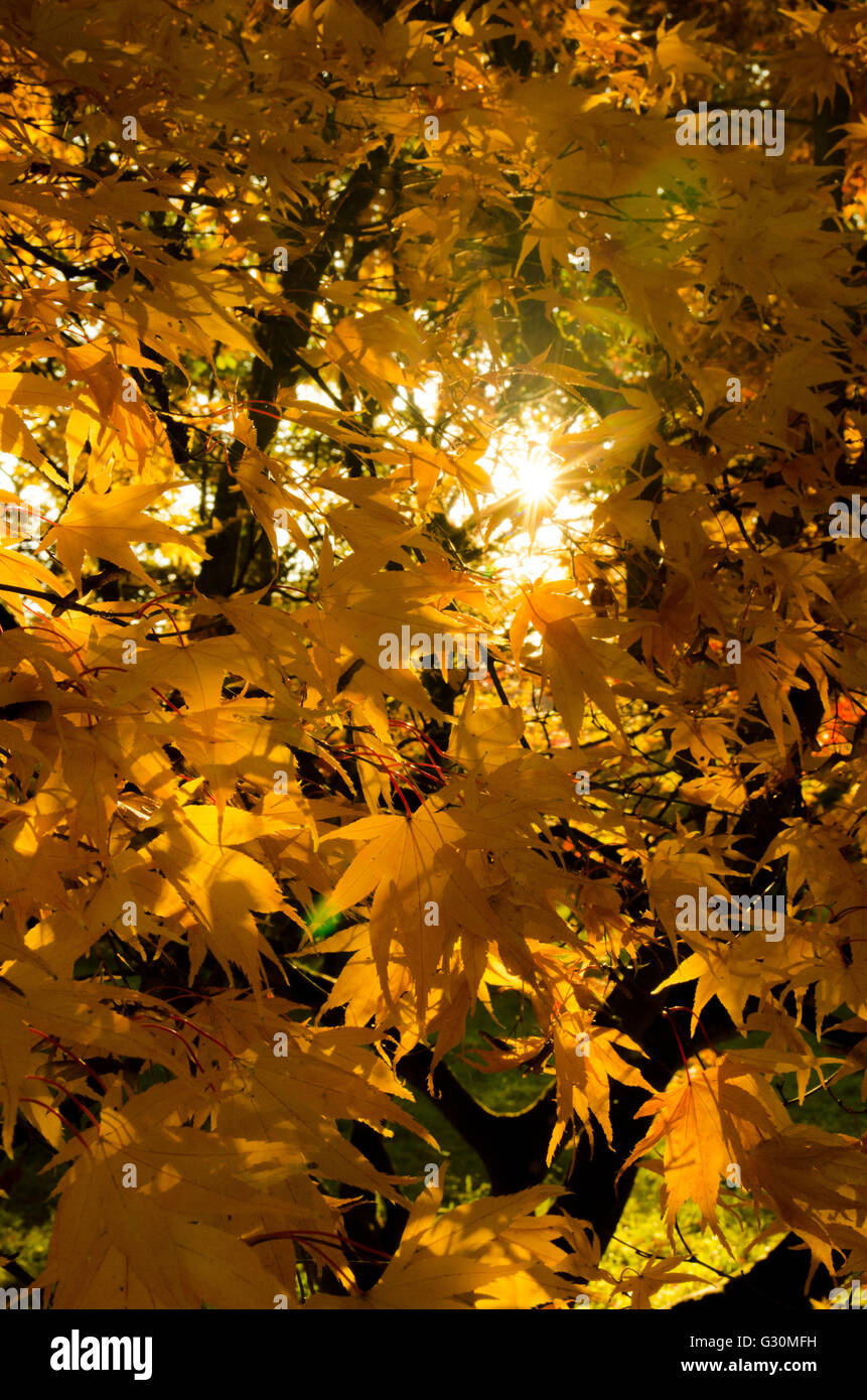 Autumnal sunlight filters through the Acer Maple leaves at the National Arboretum, Westonbirt, Gloucestershire, United Kingdom Stock Photo