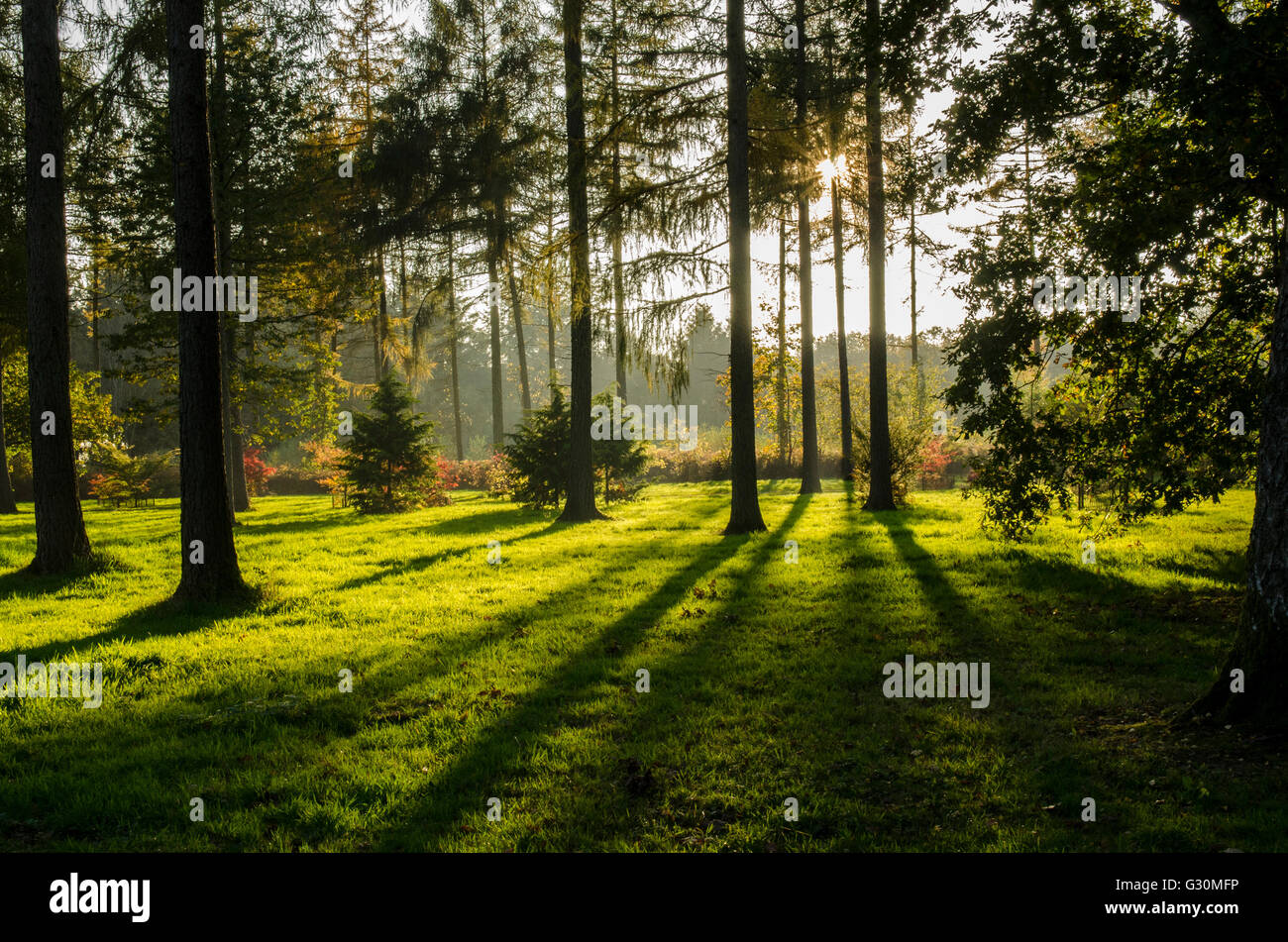 Autumnal sunlight filters through the pine trees at the National Arboretum, Westonbirt, Gloucestershire, United Kingdom Stock Photo