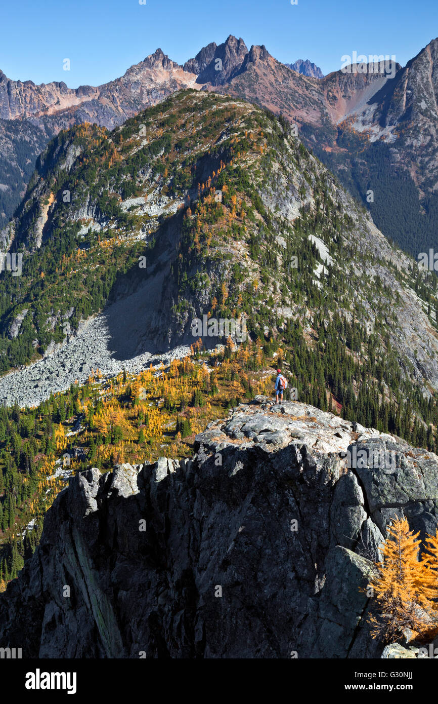 WASHINGTON - Hiker exploring off-trail from Maple Pass overlooking larch trees in autumn colors in the North Cascades. Stock Photo