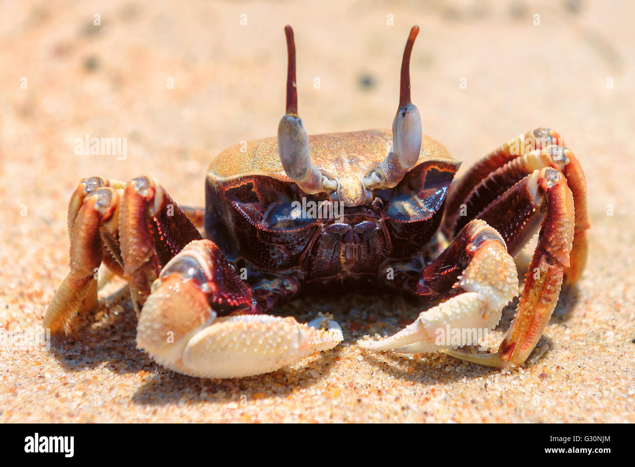 Crab on the beach Stock Photo