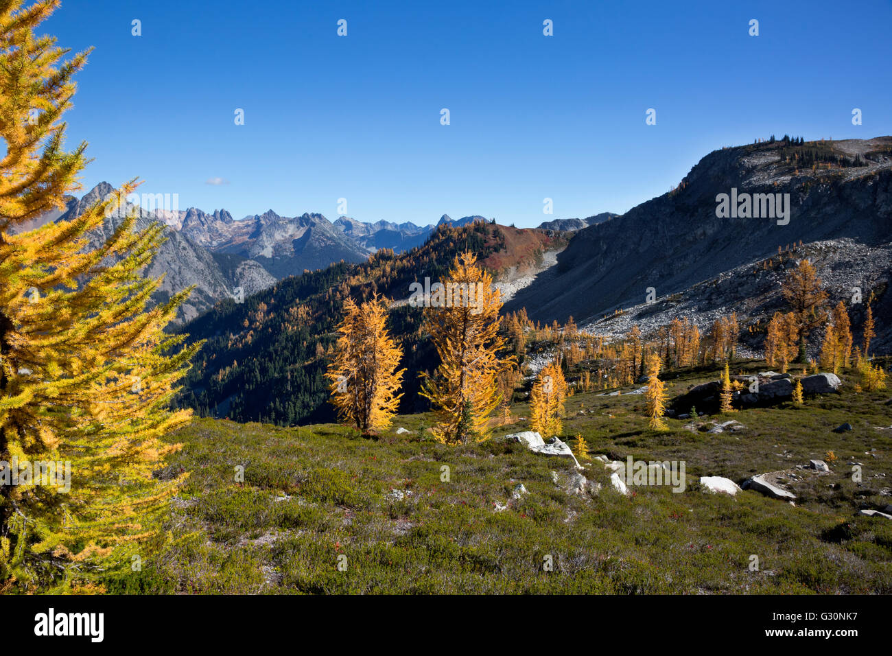 WASHINGTON - Larch trees in autumn colors in the Okanogan-Wenatchee National Forest below Maple Pass in the North Cascades. Stock Photo