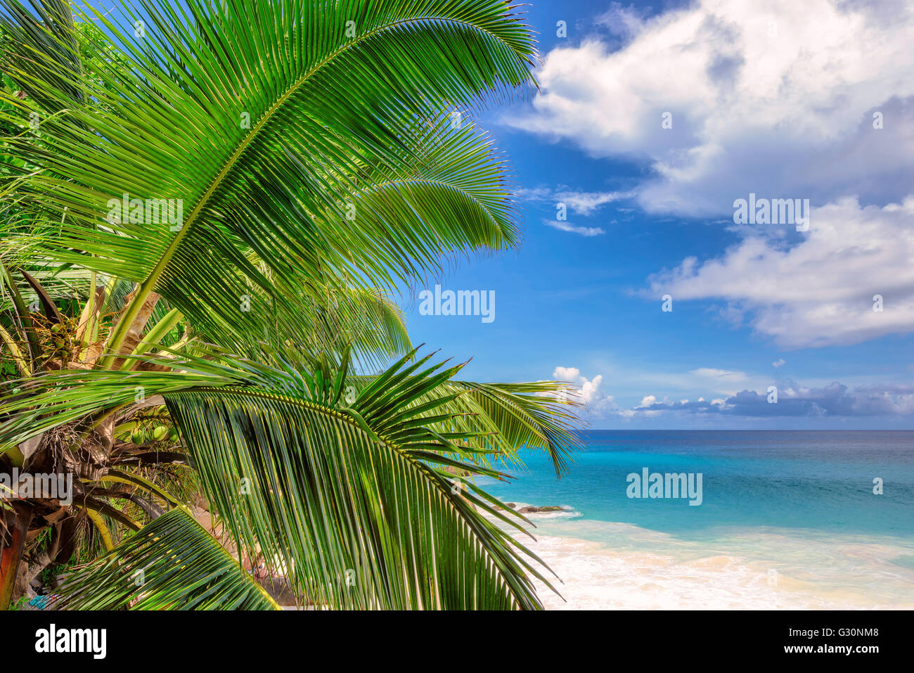 Palm tree sea beach hi-res stock photography and images - Alamy