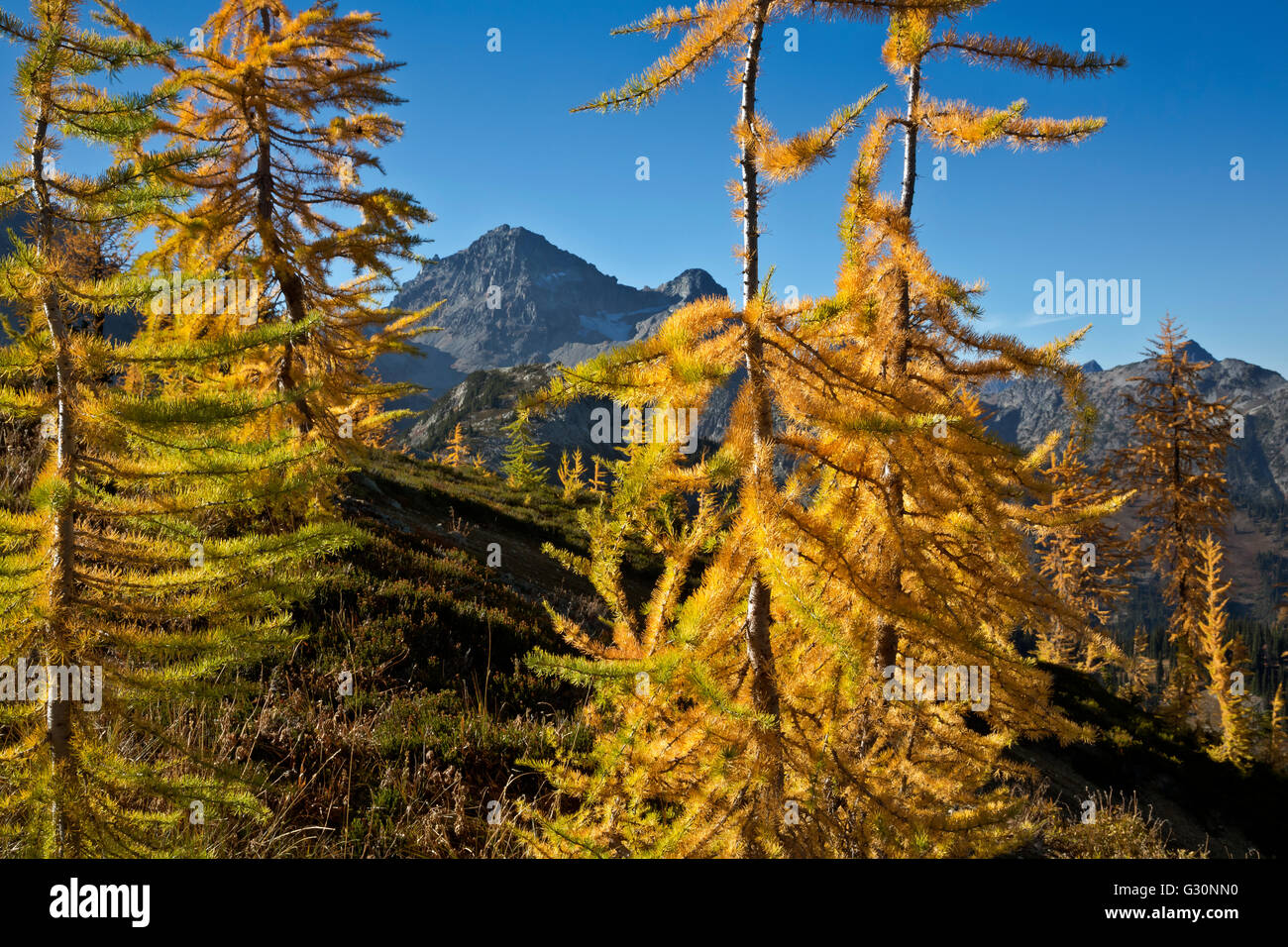 WASHINTON Larch trees from the Maple Pass Trail with Black Peak in