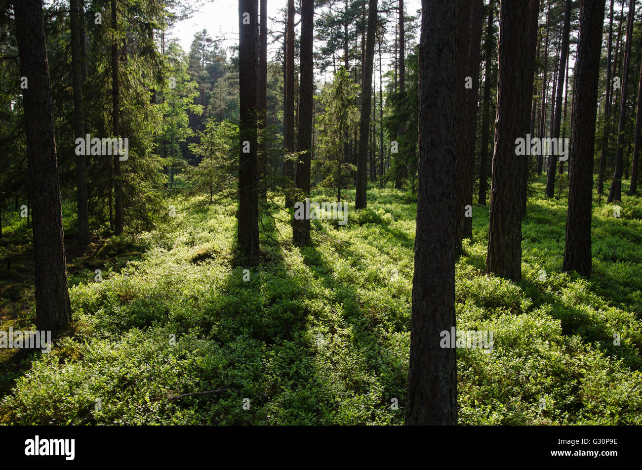 Beautiful pine tree forest with the ground covered of fresh green blueberry bushes Stock Photo