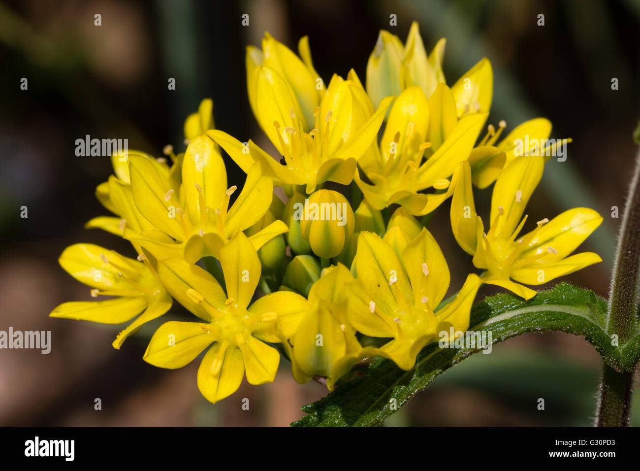 Flower head of the summer blooming yellow bulb, Allium moly Stock Photo