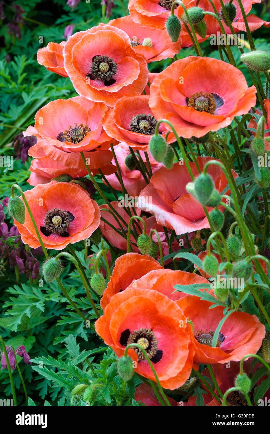 Semi-double seedlings of the ornamental annual poppy, Papaver rhoeas. Stock Photo