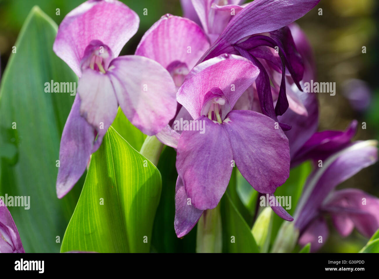 Early summer flowers of the hardy perennial ginger, Roscoea humeana Stock Photo