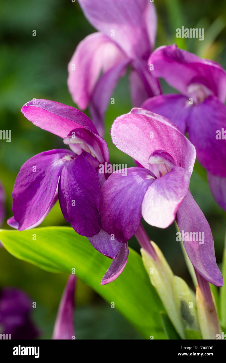 Early summer flowers of the hardy perennial ginger, Roscoea humeana Stock Photo