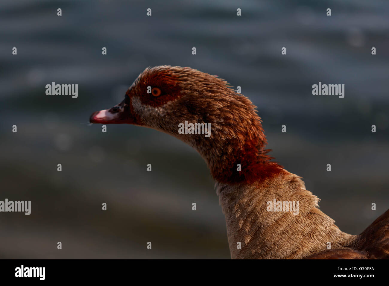 Male Egyptian goose Stock Photo