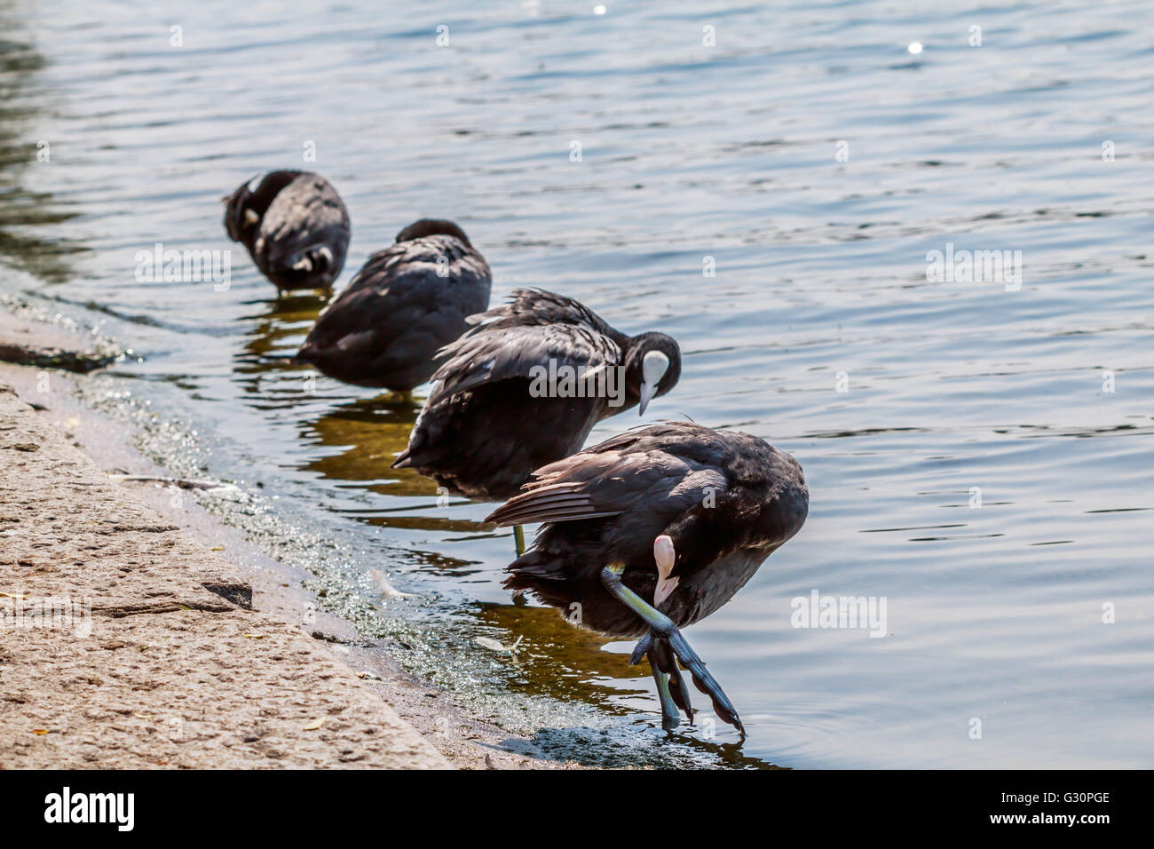 Line up of Coot on the shore of the serpentine lake Hyde Park London ...