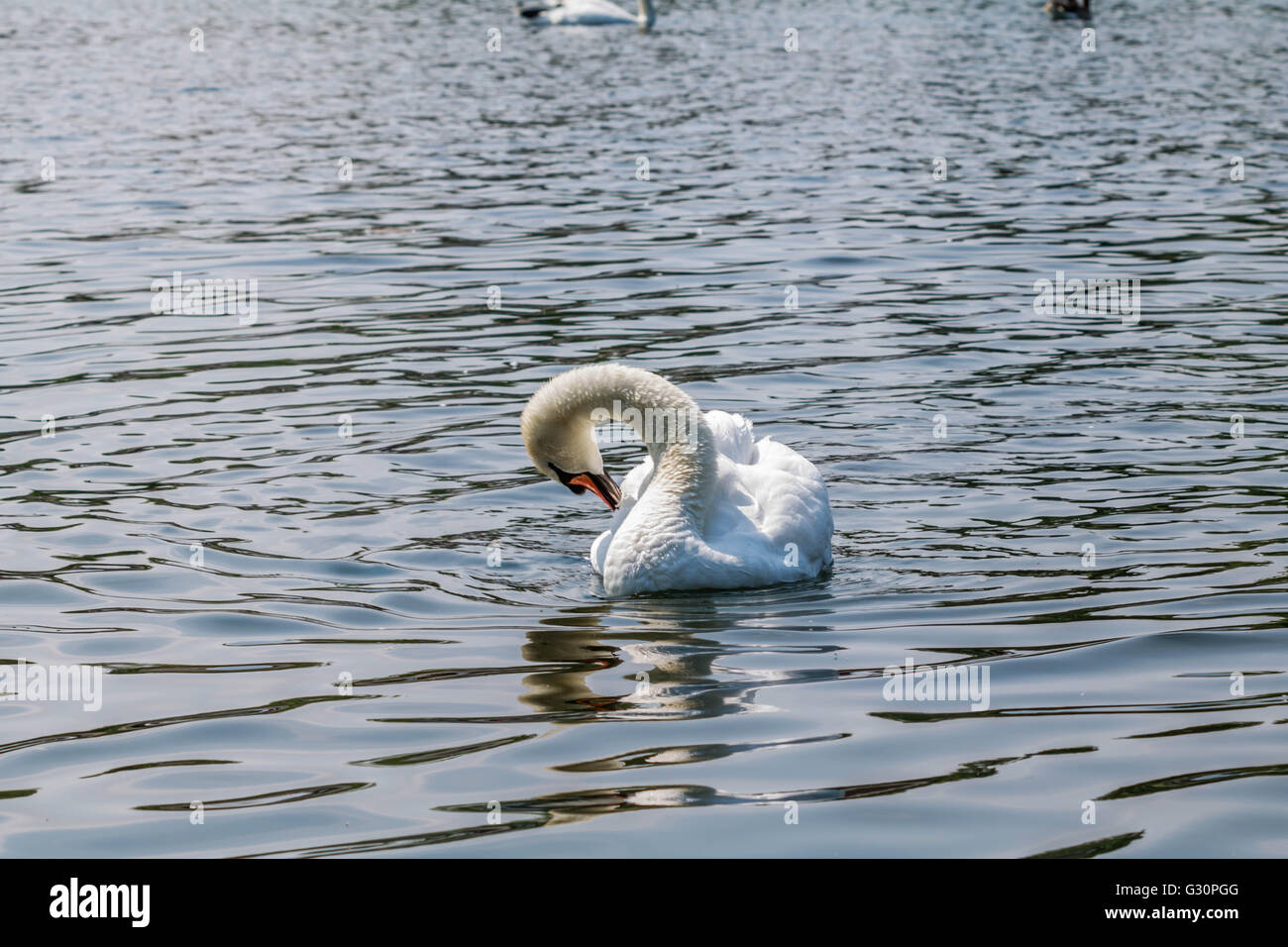 A Lone swan enjoying a sunny morning on the serpentine Hyde Park London UK Stock Photo