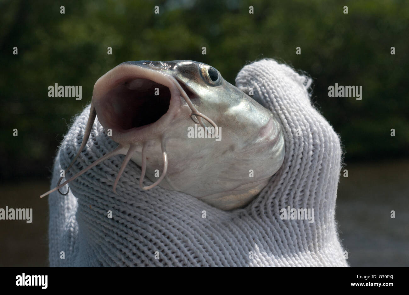 A catfish is held in a hand wearing a protective glove. Stock Photo