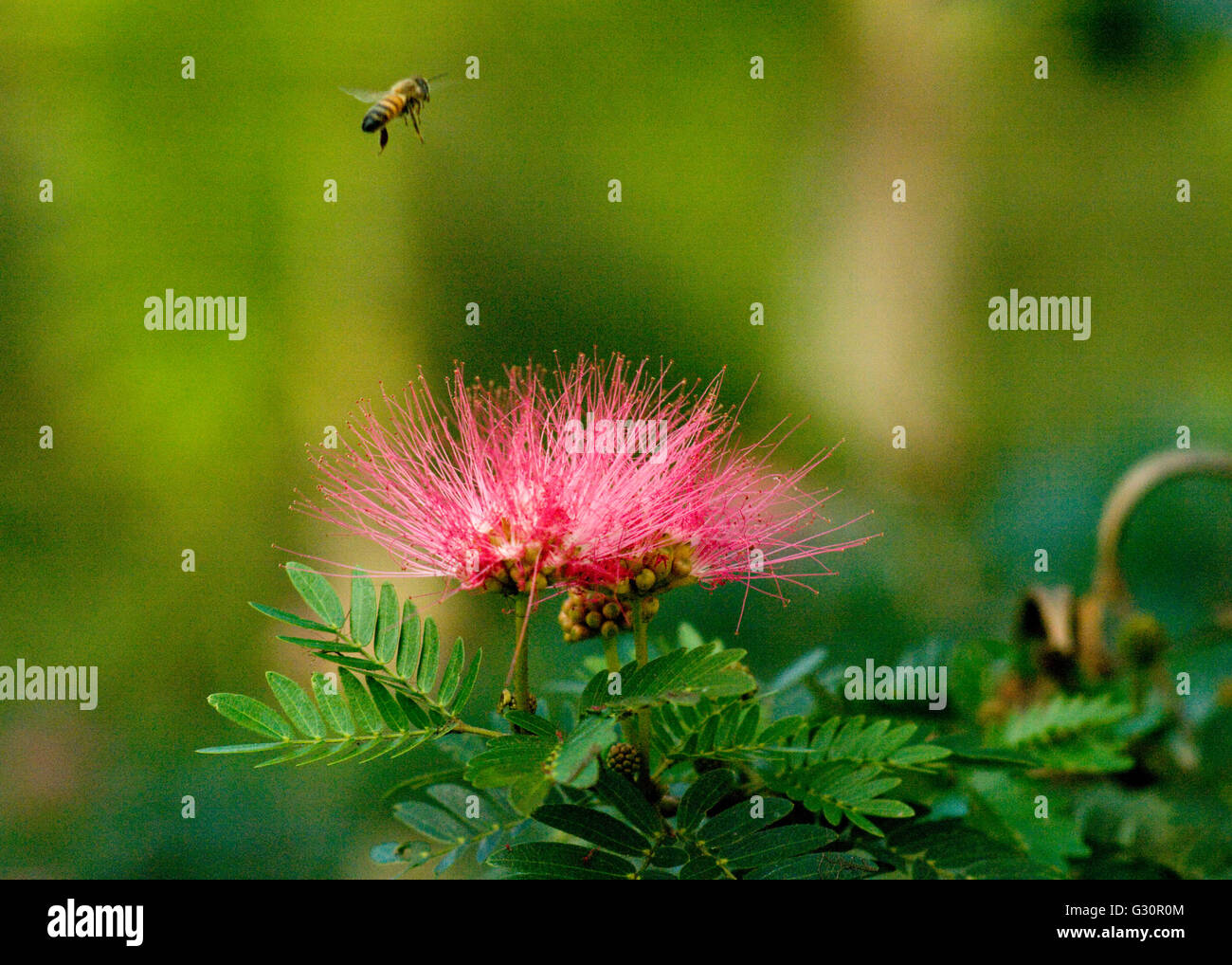 A Honey Bee in the process of pollinating a flower Stock Photo