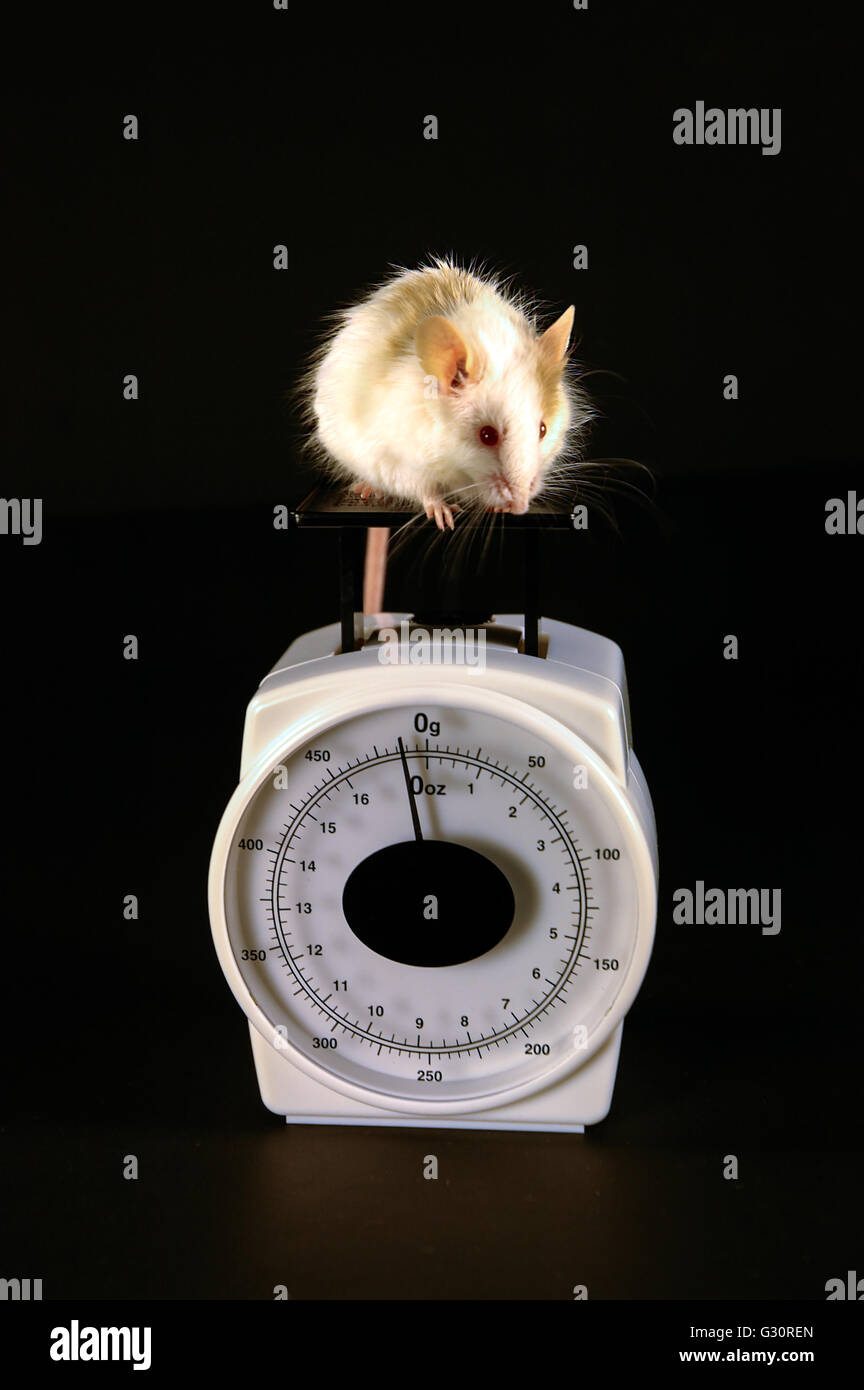 Mouse on scale Stock Photo