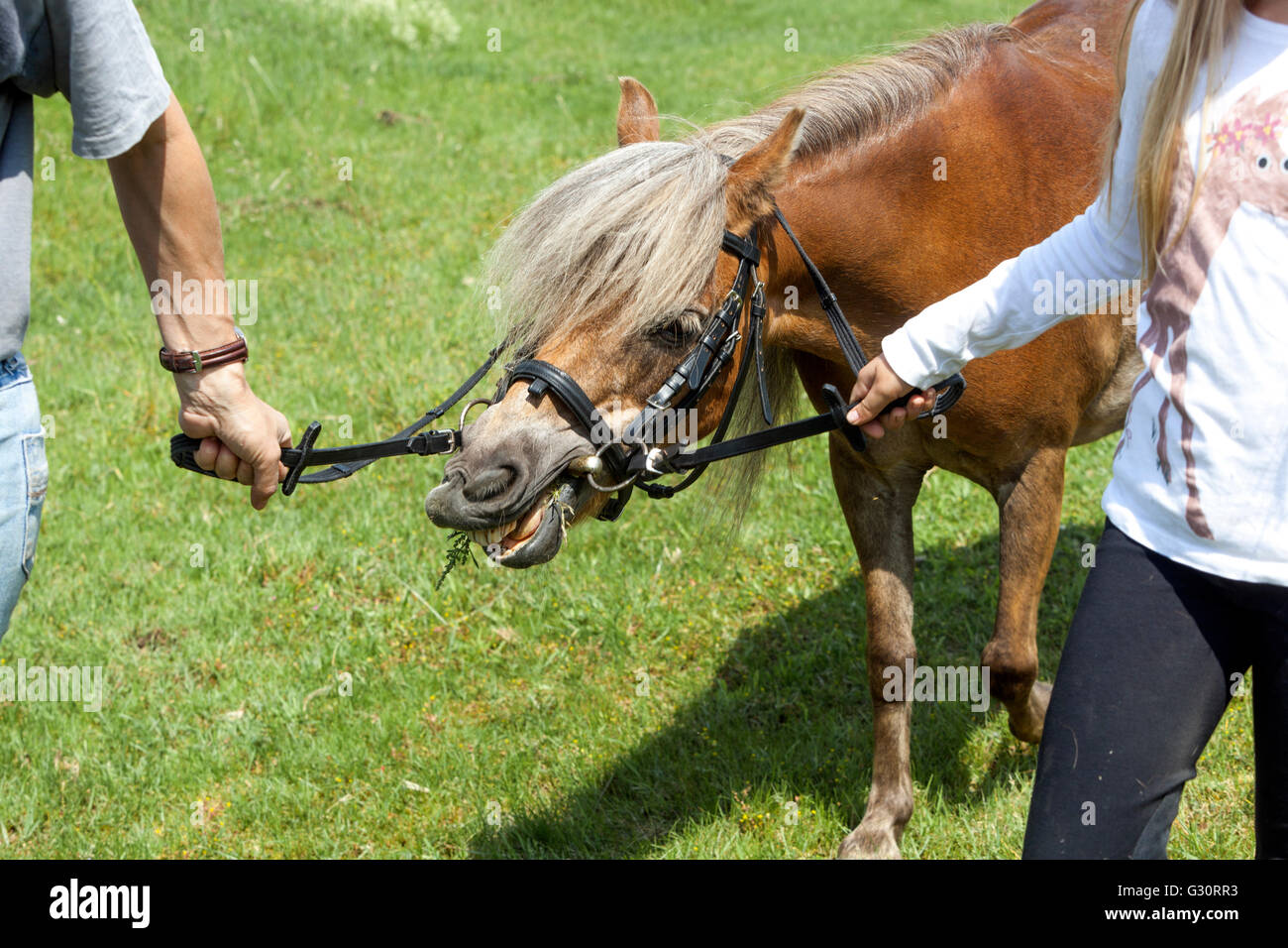 Lead the pony, the horse bridle Walking a horse Stock Photo Alamy