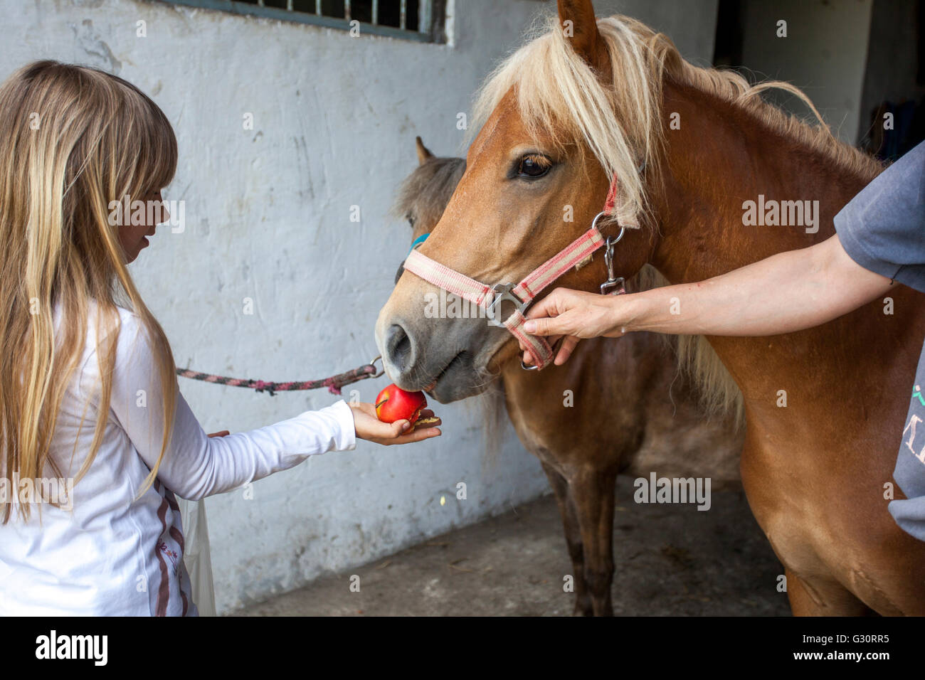 Child feeding a horse an apple pony Stock Photo