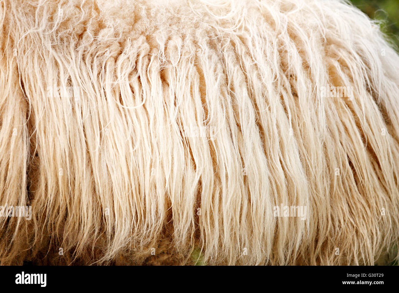 Sheep wool close up Stock Photo