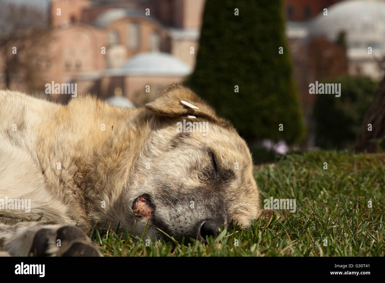 Sleeping dog in front of Hagia Sophia Mosque, Istanbul Stock Photo