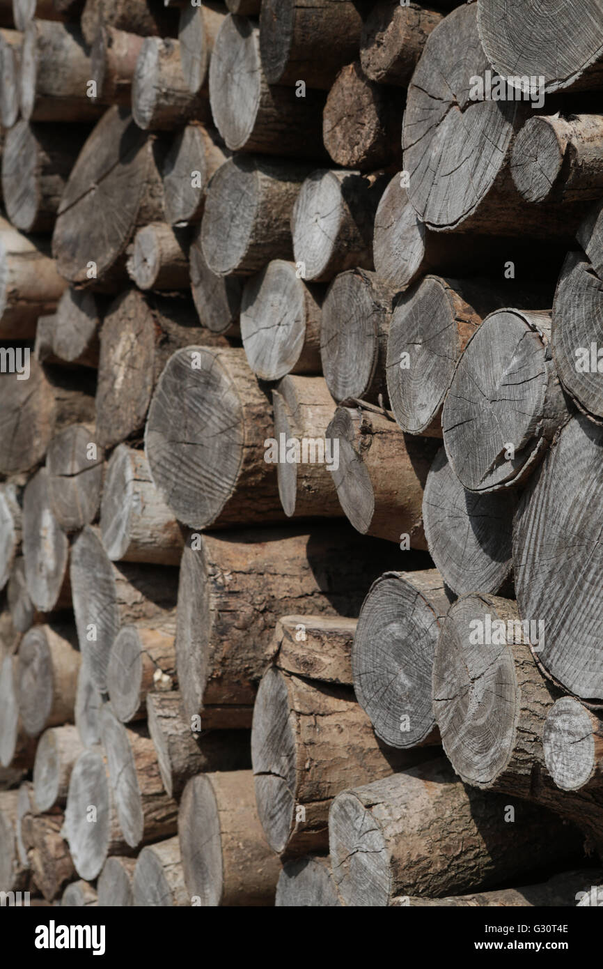 Pile or stack of logs piled on top of one another outside in the sunlight Stock Photo