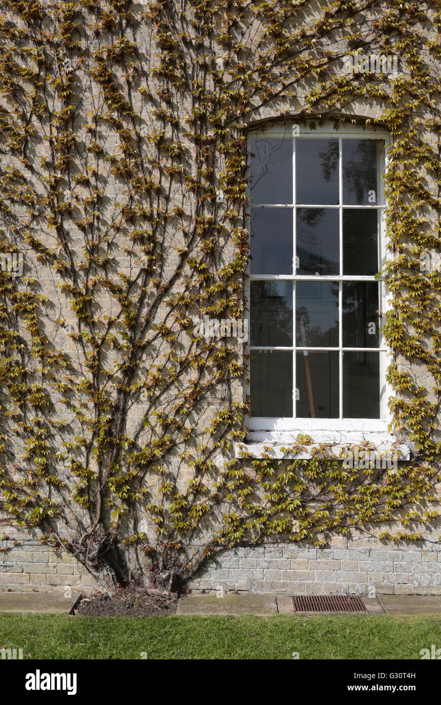 plant growing up side of grey walled large stately home or house Stock  Photo - Alamy