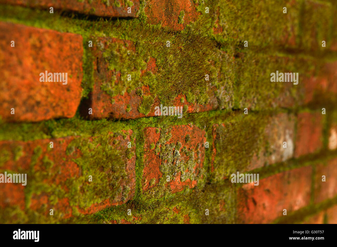 Natural moss grows over the pattern of bricks on a tall garden wall Stock Photo
