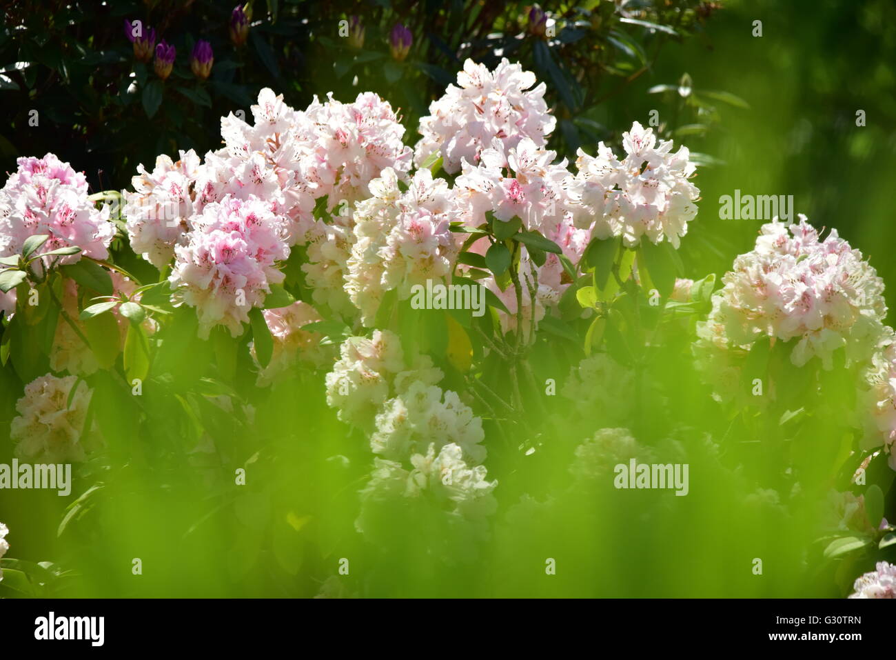 Rhododendron bush with pink flowers with green grass in the foreground Stock Photo