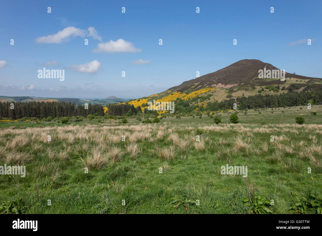 Yellow gorse hills in scotland hi-res stock photography and images - Alamy